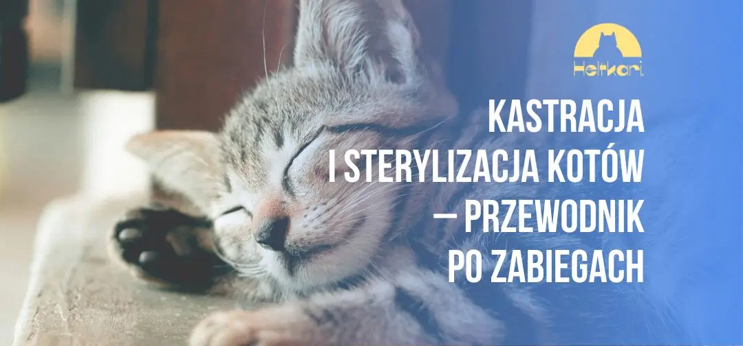 Kastracja i sterylizacja kotów – przewodnik po zabiegach.