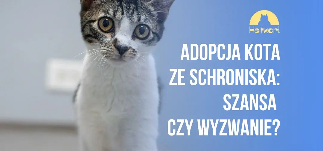 Adopcja kota ze schroniska: szansa czy wyzwanie?