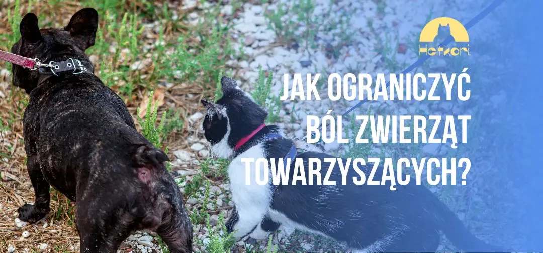 Jak ograniczyć ból zwierząt towarzyszących?
