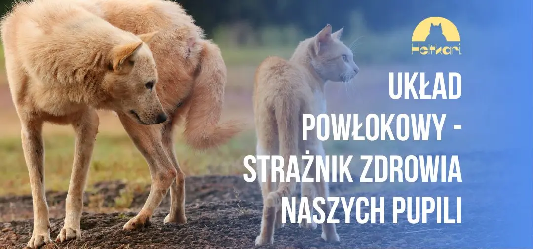 Układ powłokowy – niedoceniany strażnik zdrowia naszych pupili.