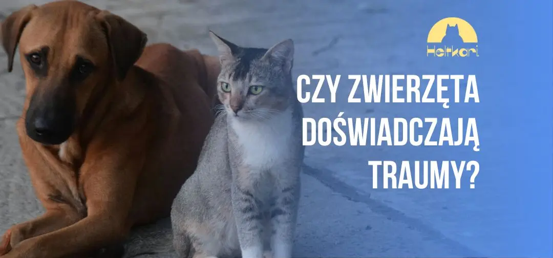 Cichy krzyk w oczach pupila: Czy zwierzęta doświadczają traumy?