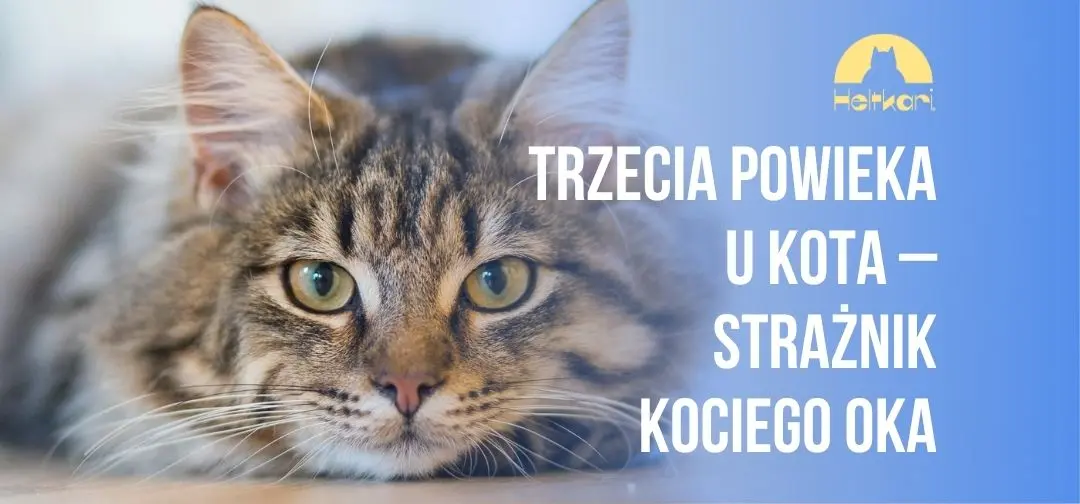 Trzecia powieka u kota – tajemniczy strażnik kociego oka.