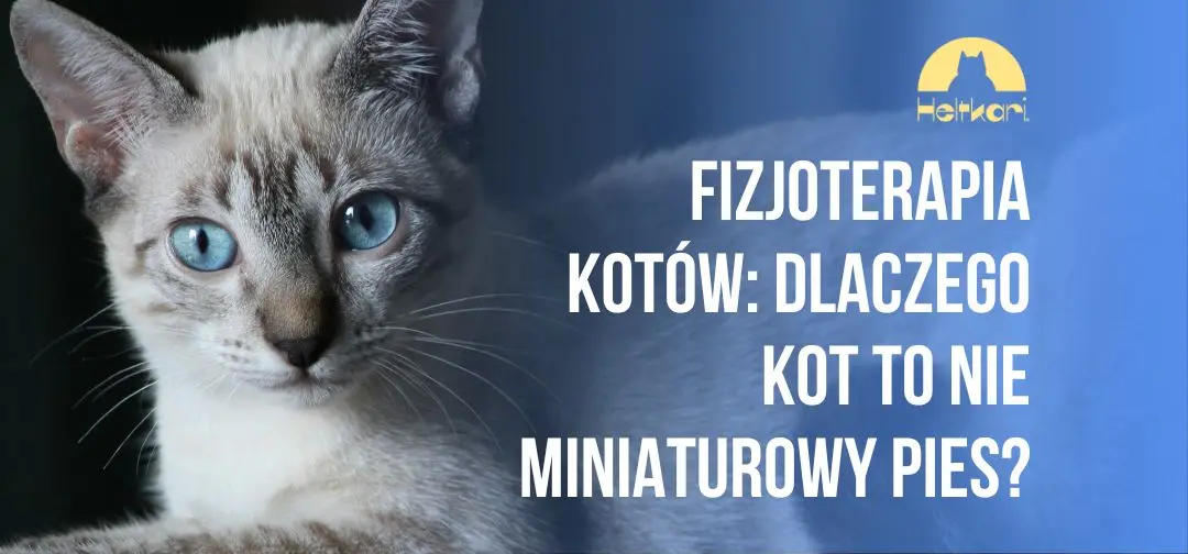 Fizjoterapia kotów: dlaczego kot to nie miniaturowy pies?