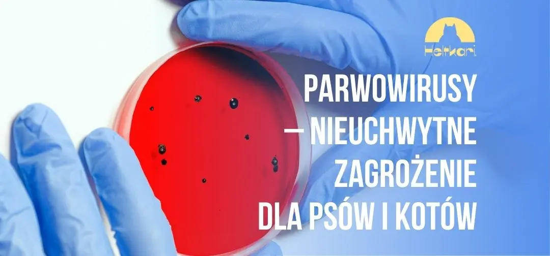Parwowirusy – nieuchwytne zagrożenie dla psów i kotów.