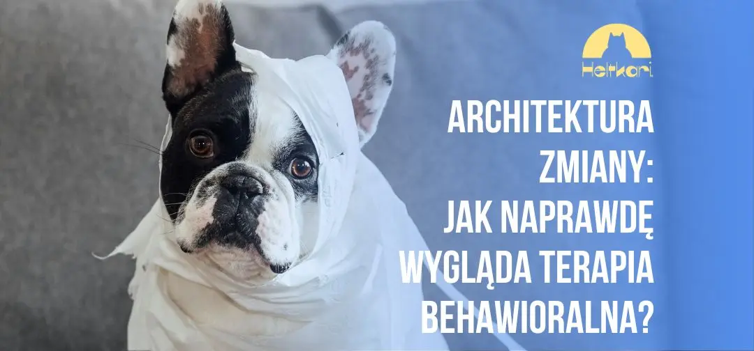 Architektura zmiany: jak naprawdę wygląda terapia behawioralna psów i kotów?
