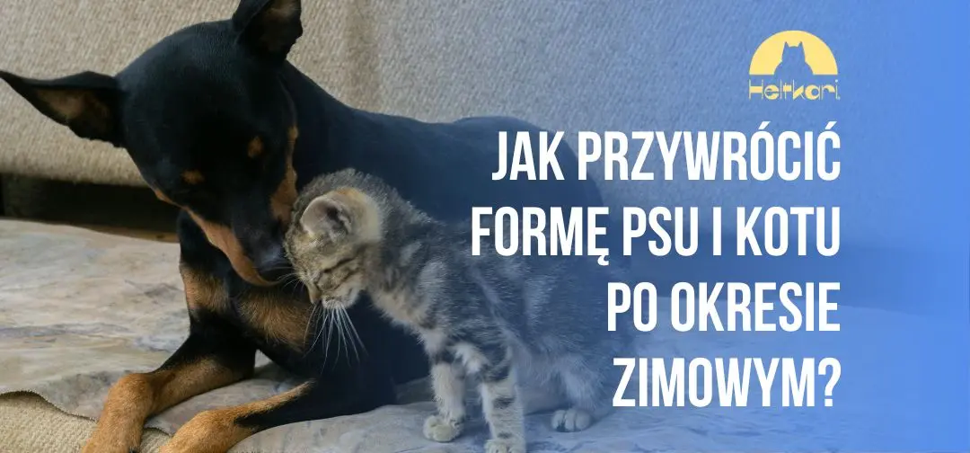 Jak przywrócić formę psu i kotu po okresie zimowym?