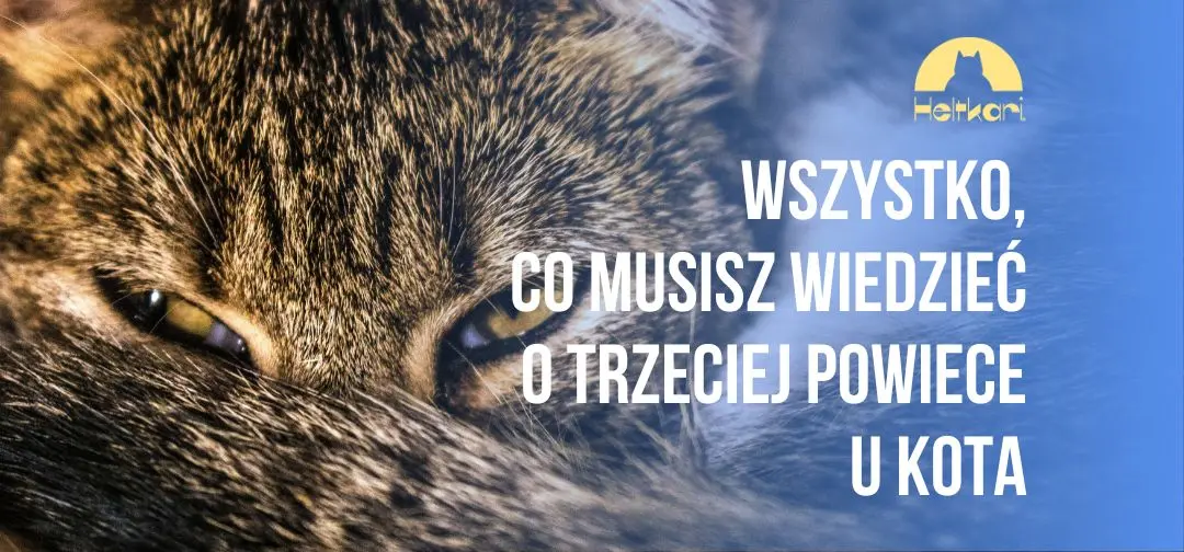 Enigmatyczne spojrzenie: wszystko, co musisz wiedzieć o trzeciej powiece u kota.
